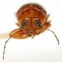 Pachybrachis macronychus - photo 3