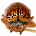 Pachybrachis macronychus - photo 4