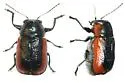 Pachybrachis marginatus - photo 2