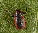Pachybrachis marginatus - photo 3