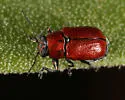 Pachybrachis marginatus - photo 4