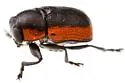 Pachybrachis marginatus - photo 5