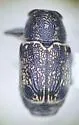 Pachybrachis melanostictus - photo 2