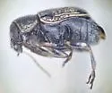 Pachybrachis melanostictus - photo 3