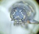 Pachybrachis melanostictus - photo 4