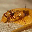Pachybrachis mellitus - Pachybrachis mellitus