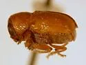 Pachybrachis mellitus - photo 3