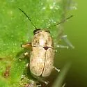 Pachybrachis mercurialis - Pachybrachis mercurialis