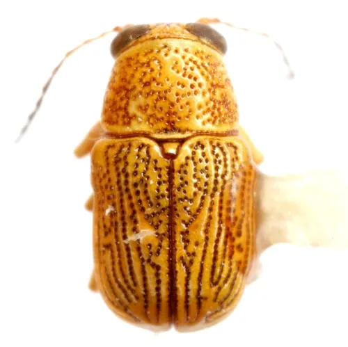 Pachybrachis minor - Pachybrachis minor