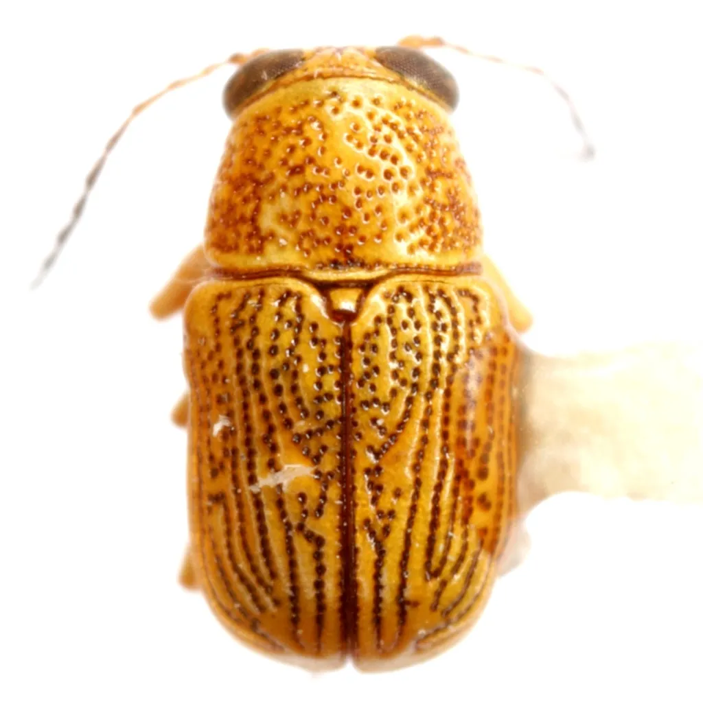 Pachybrachis minor - photo 2