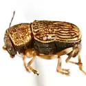 Pachybrachis mitis - photo 3