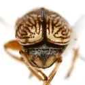 Pachybrachis mitis - photo 4