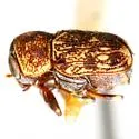 Pachybrachis mobilis - photo 2