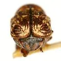 Pachybrachis mobilis - photo 4