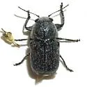 Pachybrachis morosus - photo 2