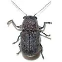 Pachybrachis morosus - photo 3