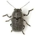 Pachybrachis morosus - photo 4