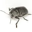 Pachybrachis morosus - photo 5