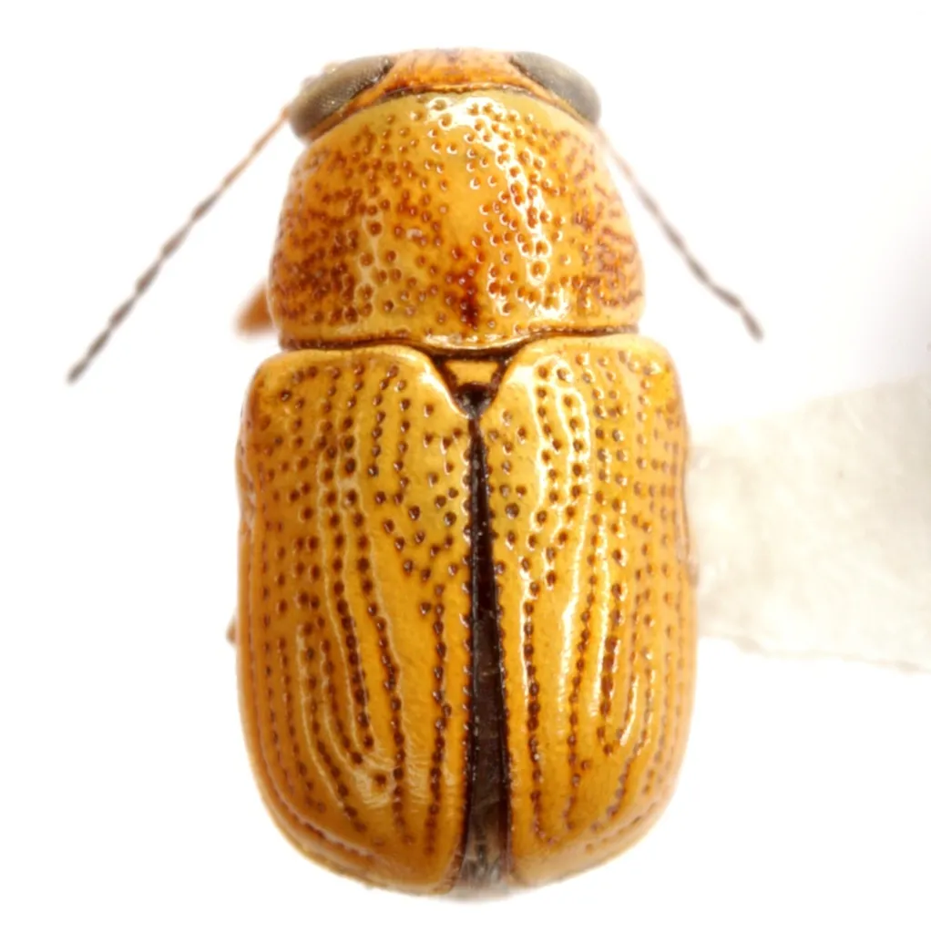 Pachybrachis nero - photo 2