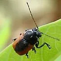 Pachybrachis newmani - Pachybrachis newmani