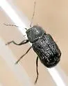 Pachybrachis nigricornis - Pachybrachis nigricornis