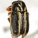 Pachybrachis nigricornis - photo 2