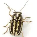 Pachybrachis nigricornis - photo 3
