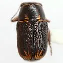 Pachybrachis nigricornis - photo 5