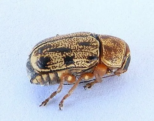 Pachybrachis nobilis - photo 2
