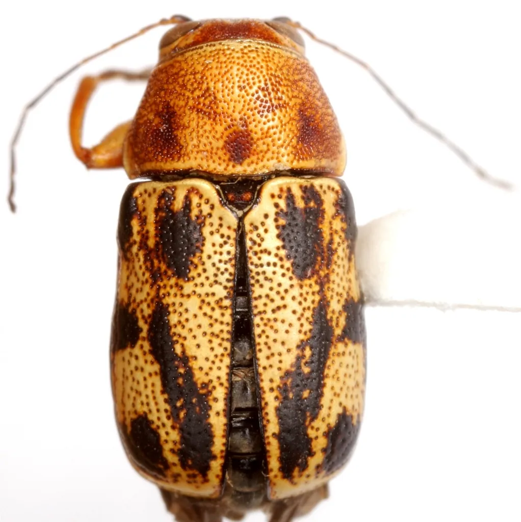 Pachybrachis nobilis - photo 3