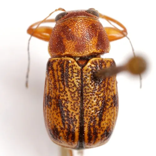 Pachybrachis nobilis - photo 4