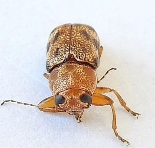 Pachybrachis nobilis - photo 5