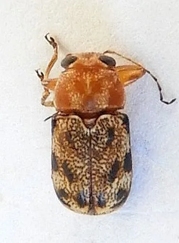 Pachybrachis nobilis - photo 6