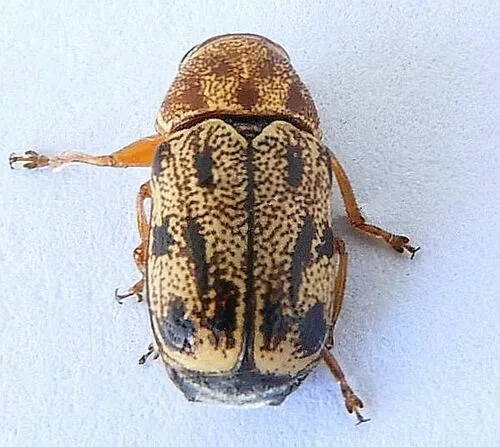 Pachybrachis nobilis - photo 8