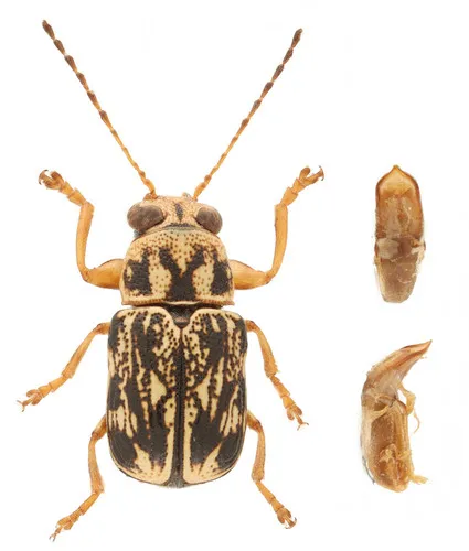 Pachybrachis obsoletus - Pachybrachis obsoletus
