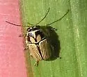 Pachybrachis othonus - photo 2