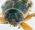 Pachybrachis othonus - photo 3
