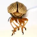 Pachybrachis othonus - photo 4