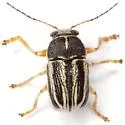 Pachybrachis othonus - photo 5