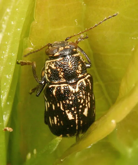 Pachybrachis peccans - photo 2