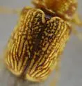 Pachybrachis pectoralis - Pachybrachis pectoralis