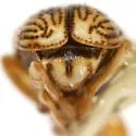 Pachybrachis pectoralis - photo 2