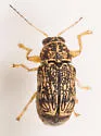 Pachybrachis pectoralis - photo 5