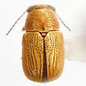 Pachybrachis petronius 0 - Pachybrachis petronius