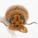 Pachybrachis petronius 0 - photo 2