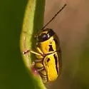 Pachybrachis picturatus