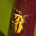 Pachybrachis picturatus - photo 2