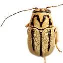 Pachybrachis picturatus - photo 3