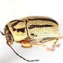 Pachybrachis picturatus - photo 4