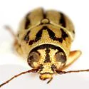 Pachybrachis picturatus - photo 5